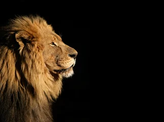 Türaufkleber Löwe Porträt eines großen männlichen afrikanischen Löwen auf Schwarz