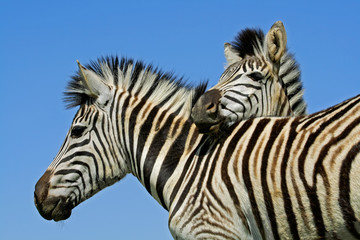 Fototapeta na wymiar Plains Zebra portrait, Mokala National Park