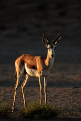 Springbok antelope, Kalahari desert