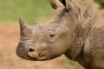 Portrait of a white rhinoceros covered in mud