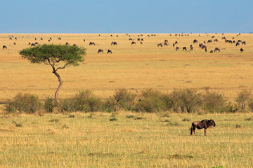 Fototapeta na wymiar Blue wildebeest and tree, Masai Mara National Reserve