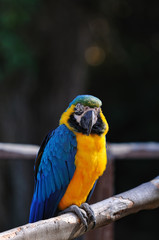 ルリコンゴウインコ