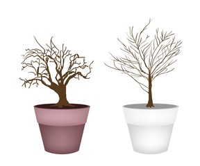 Obraz premium Two Abstract Isometric Brown Trees in Flower Pot