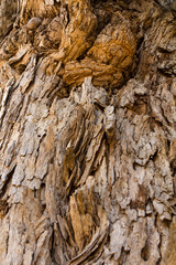 Close up background texture of a large ancient tamarind tree.