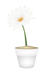 White Lotus Flower in A Ceramic Pot