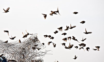 bird flock