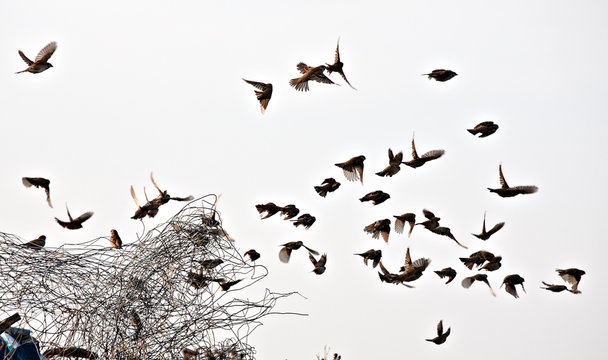 bird flock