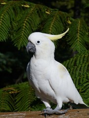 The Sulphur-crested Cockatoo or Cacatua galerita