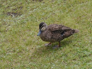 Pacific Black Duck Anas superciliosa in Australia