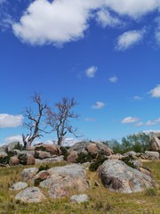 Great boulders dead trees and a blue sky near Cooma