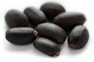 Jatropha curcas seed