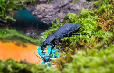 Carabus Drinking Water