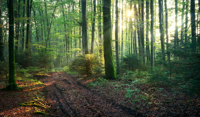 Road through misty Forest