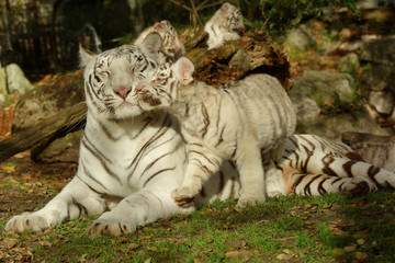 Plakat Câlin