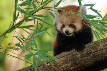 panda roux femelle