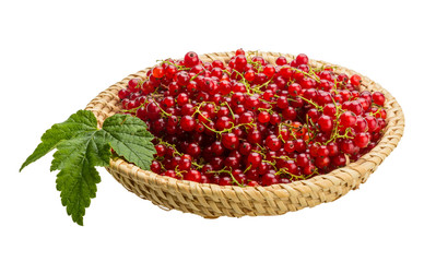Red currant