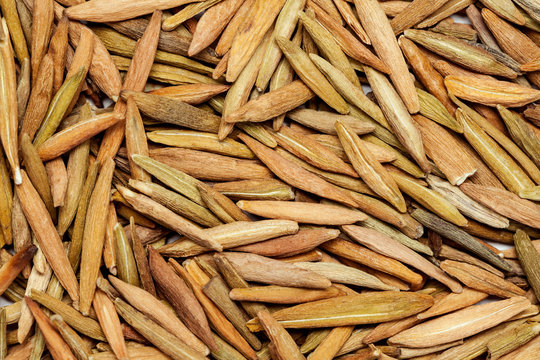 Wrightia tinctoria (indarjao) or Ivory wood