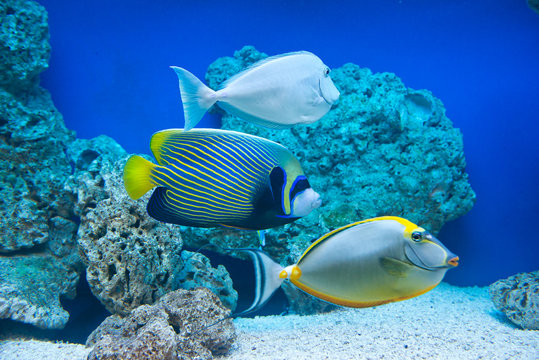 Naso lituratus, Pomacanthus imperator, Naso unicornis