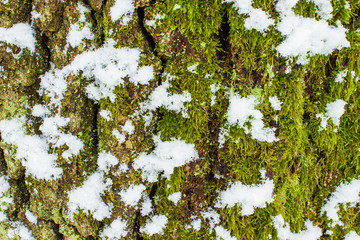 texture of the moss on the bark of a tree with snow in winter