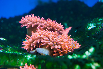 Obraz premium Entacmaea quadricolor - Bubble tip anemone
