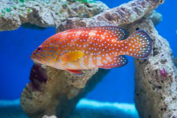 Cephalopholis miniata - Coral hind