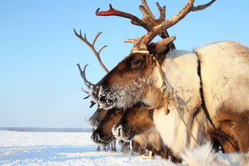 Reindeer in frosty day © pisotckii