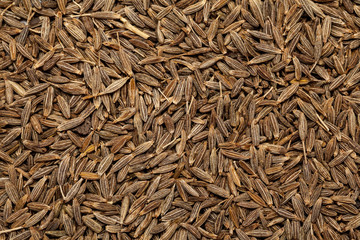 Cumin seed jeera(india) or Cuminum cyminum