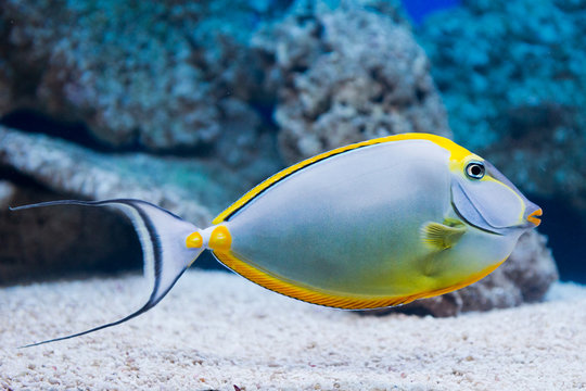 Fototapeta Naso lituratus - barcheek unicornfish