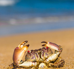 On the Shore Seafood Posing