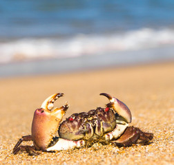 By the Sea On the Shore