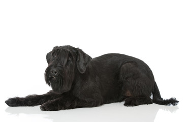 Riesenschnauzer