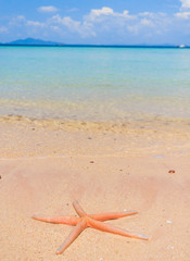 Fototapeta na wymiar Sea Starlet On a Beach