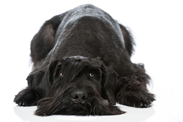 Riesenschnauzer