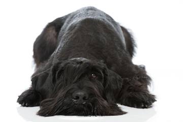 Riesenschnauzer