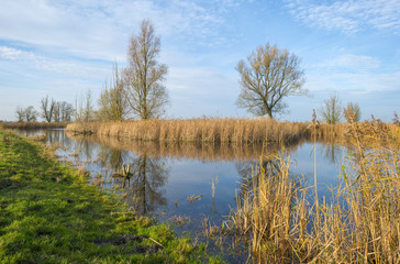 Fototapeta na wymiar The shore of a lake with reed in autumn
