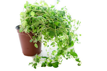 Fototapeta premium Oregano plant