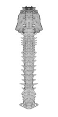 human spine