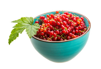 Red currant