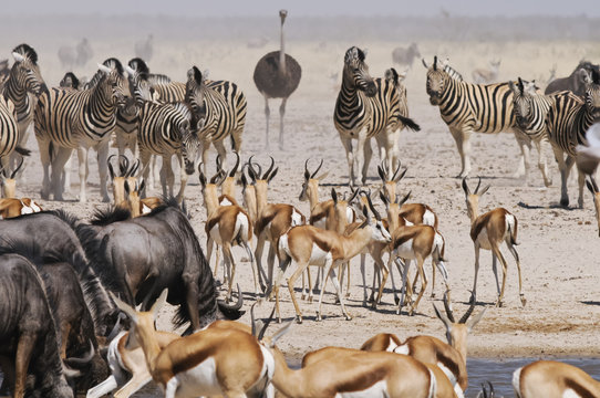 Springbockherde am Sonderkop-Wasserloch, Etoscha, Namibia
