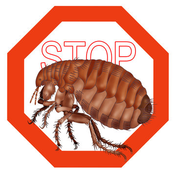 stop flea, stop insect