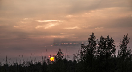 Sunset Sky and Tree Silhouettes