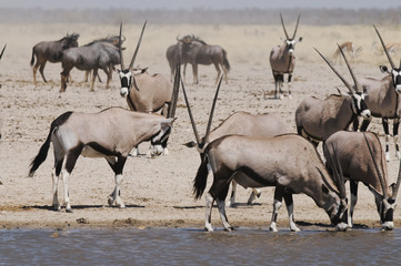 Orixantilopen trinkend am Sonderkop-Wasserloch, Etoscha, Namibia