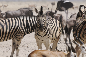 Zebraherde am Sonderkop-Wasserloch, Etoscha, Namibia, Afrika