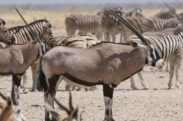 Oryxantilope am Sonderkop-Wasserloch, Etoscha, Namibia, Afrika