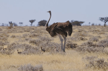 Strauß am Sonderkop-Wasserloch, Etoscha, Namibia, Afrika
