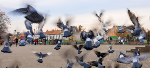 Pigeons