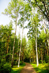 Fototapeta premium Trees of Yellow Deep in a Park