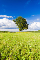 Grass Land Nobody Outside