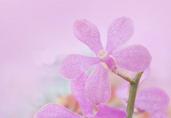 Floral background of pink orchids