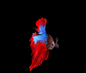 red and blue siamese betta fighting fish full tail and fin isola